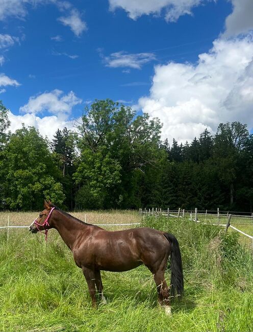 Quarter Horse Stute, L.L., Horses For Sale, Ebersberg, Image 5