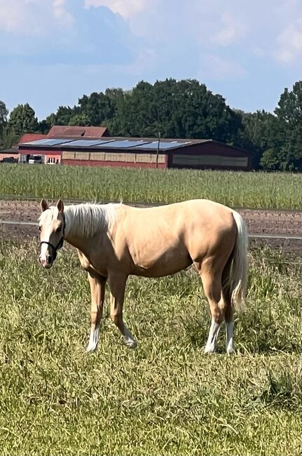 Quarter Horse Stute in Traumoptik- doppelt registriert, Kerstin Rehbehn (Pferdemarketing Ost), Horses For Sale, Nienburg, Image 5