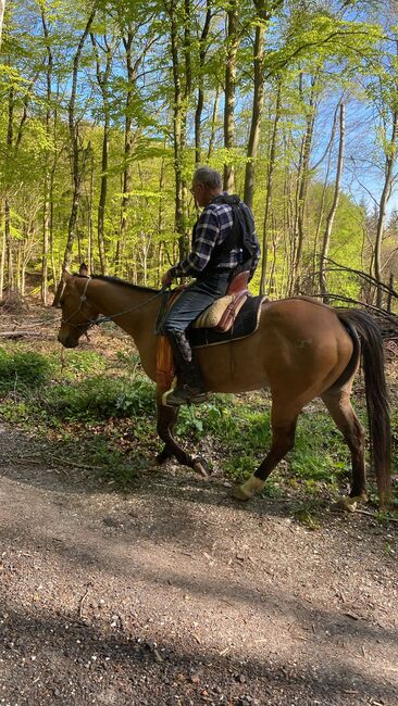 Quarter Horse  Stute    Bildschön Sonderlackierung, Wolfgang Künkel, Konie na sprzedaż, Preuß. Oldendorf, Image 4