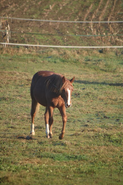 Quarter Horse Stute Reining Cowhorse Showprospect, Nadia Hofmaier , Horses For Sale, Kirchberg im Wald, Image 4