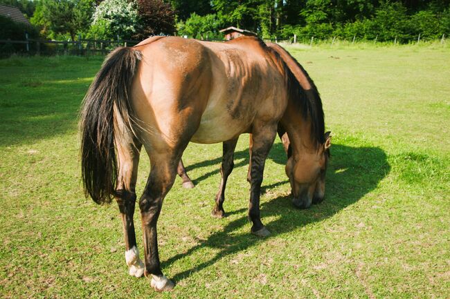 Quarter Horse  Stute    Bildschön Sonderlackierung, Wolfgang Künkel, Horses For Sale, Preuß. Oldendorf, Image 9