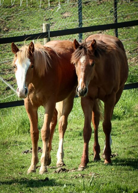 Quarter Horse Stute mit herausragender Abstammung, Kerstin Rehbehn (Pferdemarketing Ost), Horses For Sale, Nienburg, Image 4