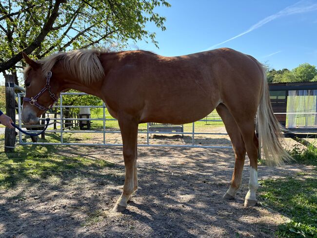 Quarter Horse Stute mit herausragender Abstammung, Kerstin Rehbehn (Pferdemarketing Ost), Horses For Sale, Nienburg, Image 3