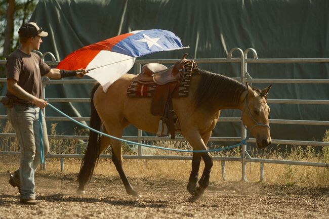Quarterhorse Stute mit Papieren, L. Kaufmann , Horses For Sale, Grünheide (Mark) Mönchwinkel
