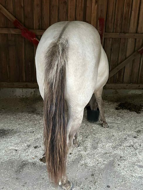 Quarter Horse Stute mit besonderer Farbe und tollem Charakter, Kerstin Rehbehn (Pferdemarketing Ost), Horses For Sale, Nienburg, Image 13