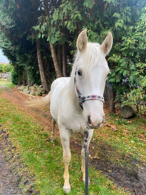 Quarter Horse Stute 1,5J. in palomino, Regina Klut , Horses For Sale, Anderlingen, Image 2