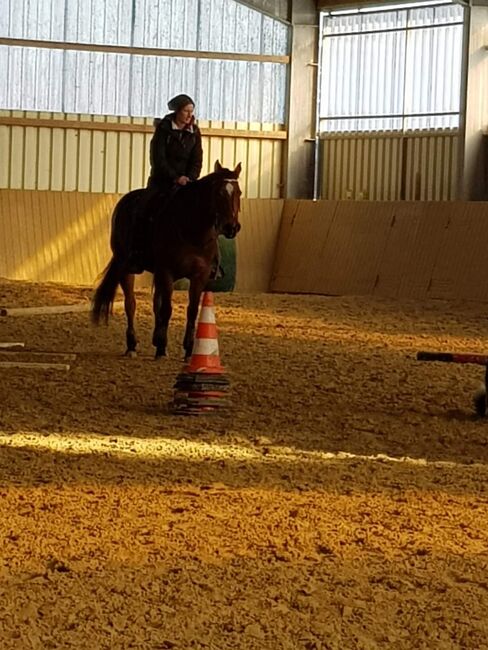 Quarter Horse Stute 11 Jahre, Alexandra Uckelmann, Horses For Sale, Dülmen, Image 3