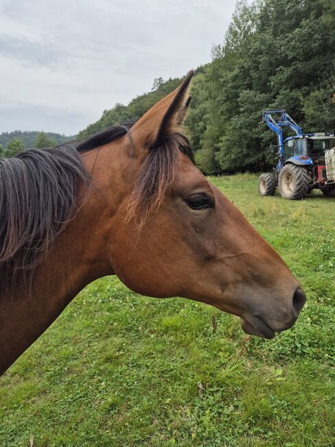 Quarter Horse Stute – 15 Monate – top Nachwuchs, Isabell, Horses For Sale, Heltersberg, Image 5