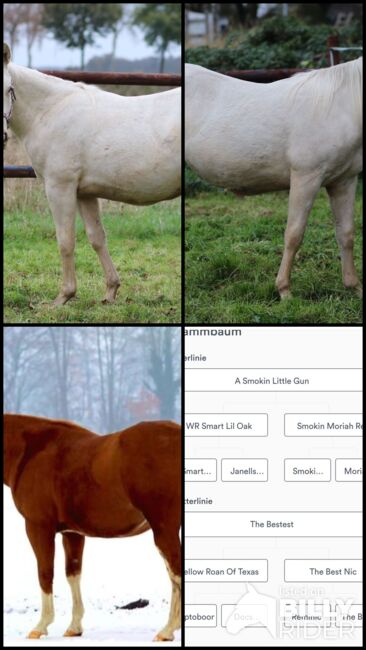 Quarter Horse Stute 2J. in palomino, Regina Klut , Horses For Sale, Anderlingen, Image 15