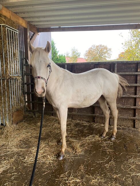 Quarter Horse Stute 2J. in palomino, Regina Klut , Horses For Sale, Anderlingen, Image 12