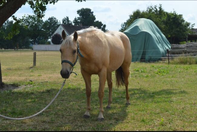 Quarter Horse Stute tragend, Diana, Horses For Sale, Klötze, Image 3