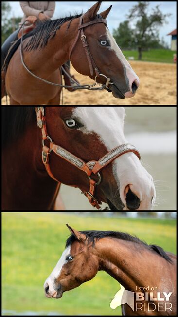 Quarter Horse Stute Zuchtstute, Kirchmann, Horses For Sale, Heimenkirch, Image 4