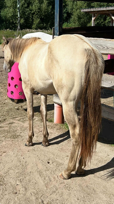 Quarter Horse Stute mit besonderer Farbe und tollem Charakter, Kerstin Rehbehn (Pferdemarketing Ost), Horses For Sale, Nienburg, Image 10