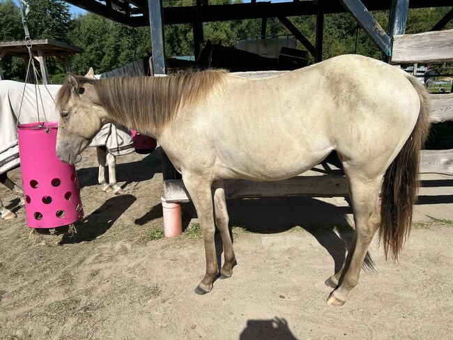 Quarter Horse Stute mit besonderer Farbe und tollem Charakter, Kerstin Rehbehn (Pferdemarketing Ost), Horses For Sale, Nienburg