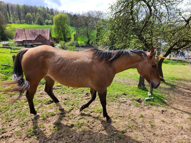 Quarter Horse  Stute    Bildschön Sonderlackierung, Wolfgang Künkel, Horses For Sale, Preuß. Oldendorf, Image 3