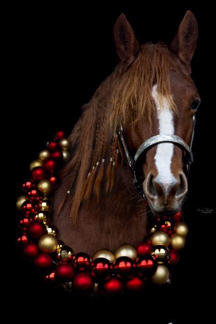 Quarter Horse Stute Reining Cowhorse Showprospect, Nadia Hofmaier , Horses For Sale, Kirchberg im Wald, Image 3