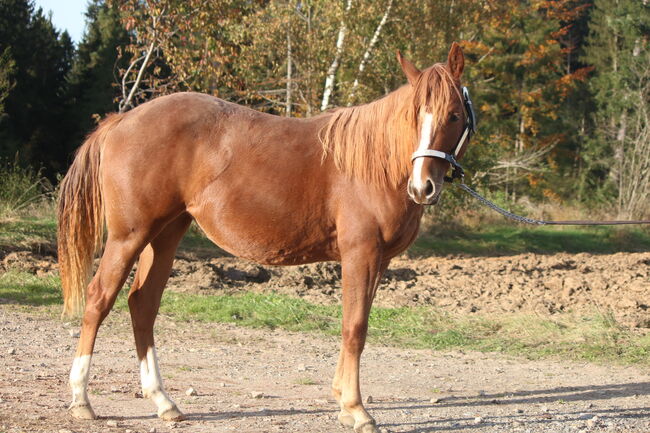 Quarter Horse Stute Reining Cowhorse Showprospect, Nadia Hofmaier , Horses For Sale, Kirchberg im Wald, Image 7