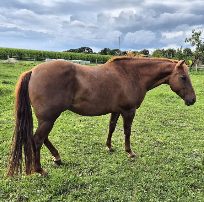 Quarter Horse Stute von 2013, Chestnut, Kathi, Horses For Sale, Groß Ippener, Image 6