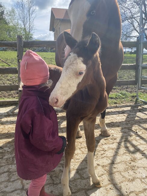 Quarter Horse Stute Fohlen Bay Splash, Kirchmann, Horses For Sale, Heimenkirch, Image 2