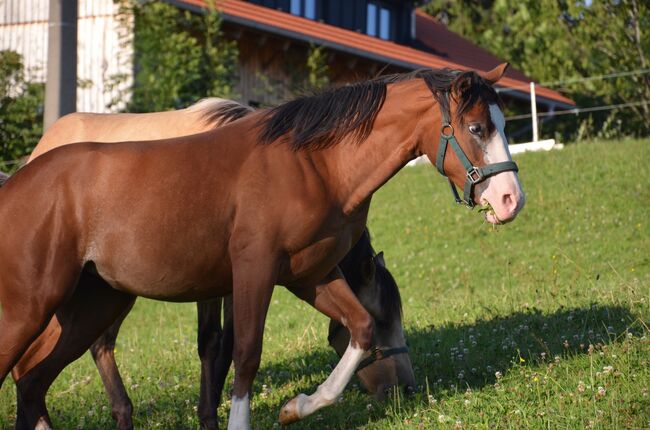 Quarter Horse Stute Fohlen Bay Splash, Kirchmann, Horses For Sale, Heimenkirch