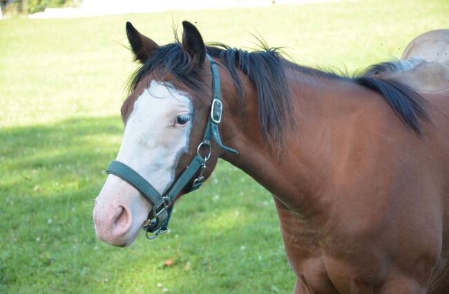 Quarter Horse Stute Fohlen Bay Splash, Kirchmann, Horses For Sale, Heimenkirch, Image 2