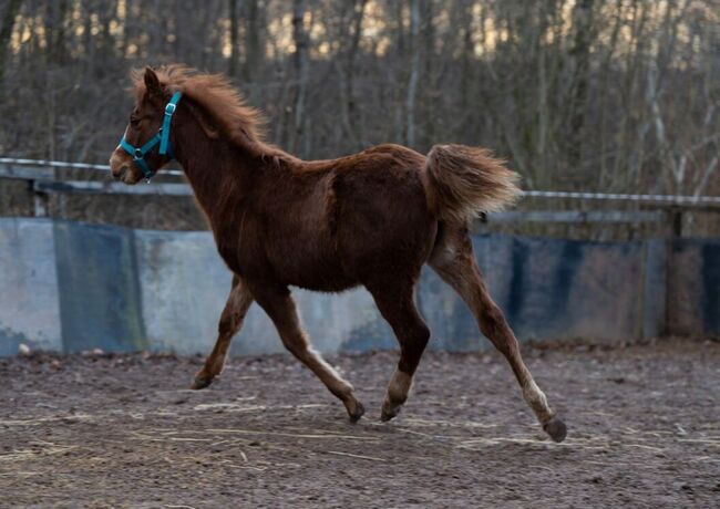 Quarter Horse Stutfohlen mit top Abstammung, Kerstin Rehbehn (Pferdemarketing Ost), Horses For Sale, Nienburg, Image 3