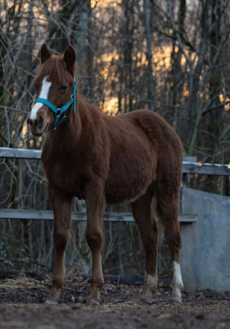 Quarter Horse Stutfohlen mit top Abstammung, Kerstin Rehbehn (Pferdemarketing Ost), Horses For Sale, Nienburg, Image 12