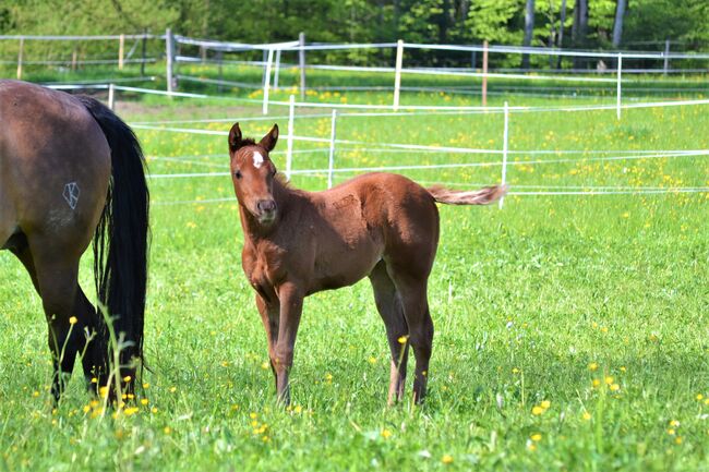 Quarter Horse Dunkelfuchs-Stutfohlen sucht ihren Herzensmenschen, Sonja, Horses For Sale, Thalgau, Image 5