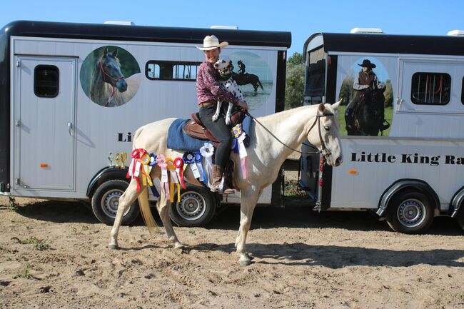 Quarter Horse, Palomino, Sandra , Horses For Sale, Temmen-Ringenwalde, Image 5