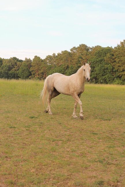 Quarter Horse, Palomino, Sandra , Horses For Sale, Temmen-Ringenwalde, Image 2