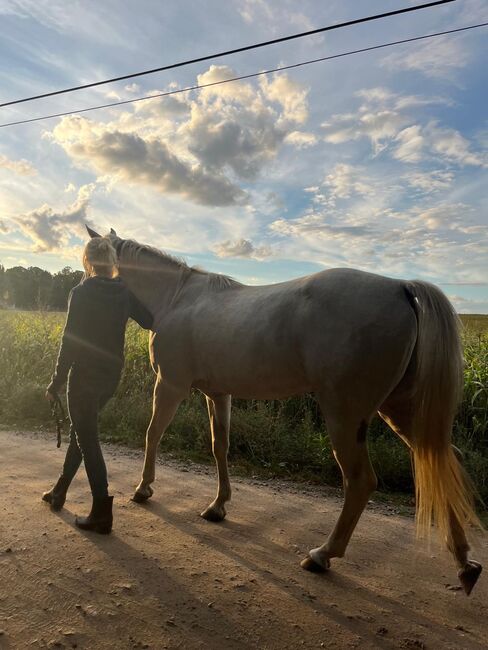 Quarter Horse, Palomino, Sandra , Horses For Sale, Temmen-Ringenwalde, Image 4