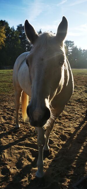 Quarter Horse, Palomino, Sandra , Horses For Sale, Temmen-Ringenwalde