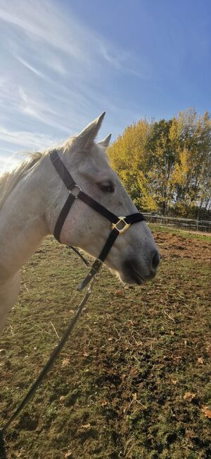 Quarter Horse, Palomino, Sandra , Horses For Sale, Temmen-Ringenwalde, Image 7