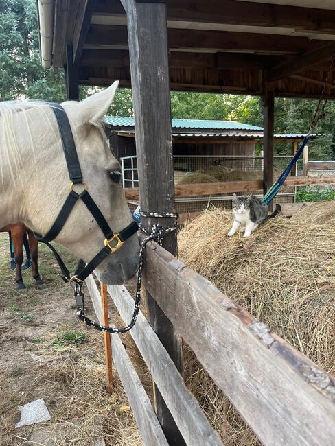 Quarter Horse, Palomino, Sandra , Horses For Sale, Temmen-Ringenwalde, Image 3