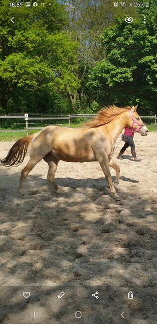 Quarter Horse, Karin Osmers , Pferd kaufen, Geestland