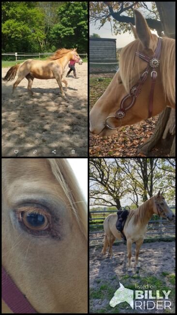 Quarter Horse, Karin Osmers , Pferd kaufen, Geestland, Abbildung 5