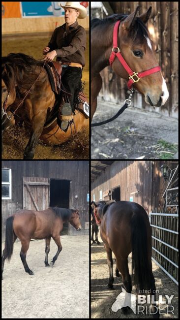 Quarter Horse, Mary Matern, Pferd kaufen, Visselhövede, Abbildung 9