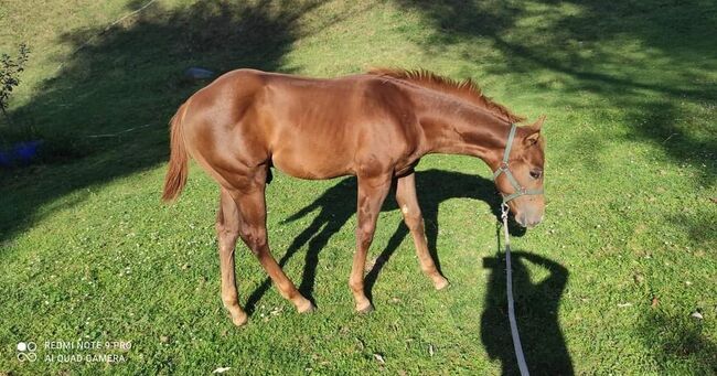 Quarter horse, Michaela , Pferd kaufen, Banská Štiavnica , Abbildung 3