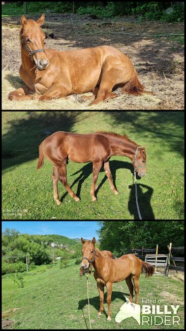 Quarter horse, Michaela , Pferd kaufen, Banská Štiavnica , Abbildung 4