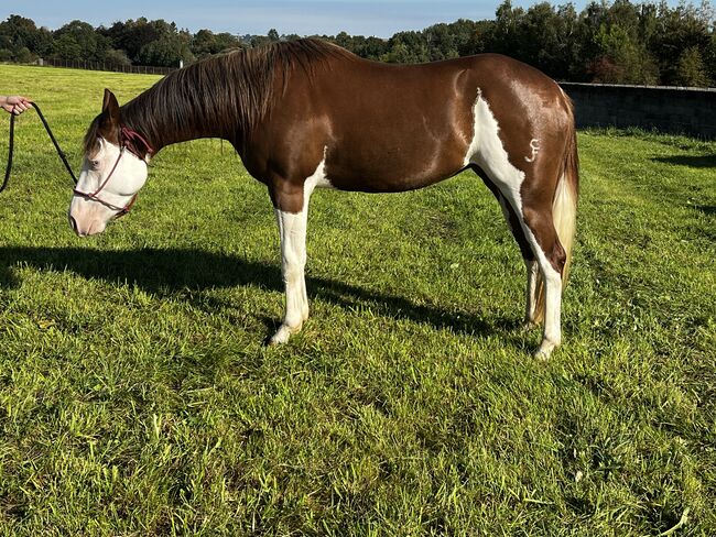 Quarter horse, Ashton  Verdenne , Pferd kaufen, Ayway