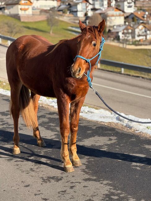 Quarter Horse, Florian Plattner , Pferd kaufen, Jenesien , Abbildung 7