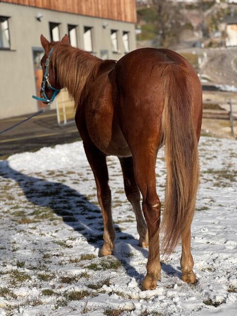 Quarter Horse, Florian Plattner , Pferd kaufen, Jenesien , Abbildung 6