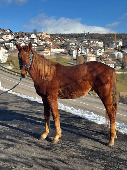 Quarter Horse, Florian Plattner , Pferd kaufen, Jenesien , Abbildung 8