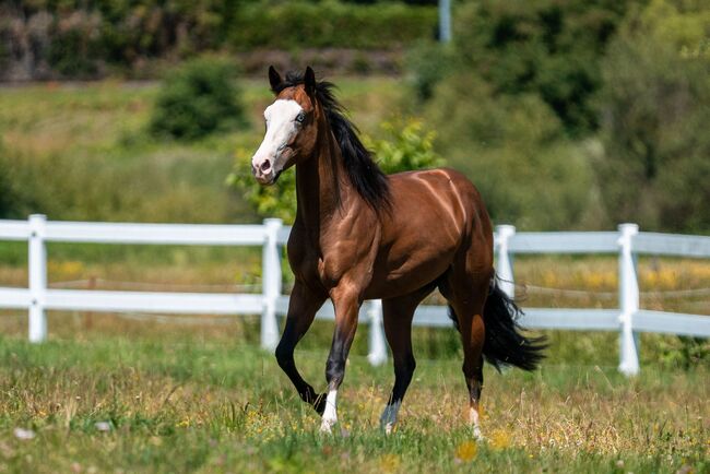 Quarter Horse, Sandra Thaler, Pferd kaufen, Südtirol