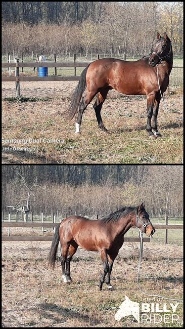 Quarter horse, Bianca Drenth, Pferd kaufen, Szentkirály, Abbildung 3