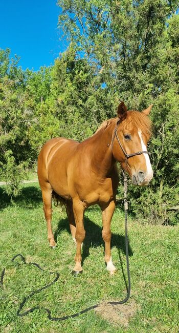 Quarter horse, Szőr Helga, Pferd kaufen, Szuhakálló, Abbildung 3