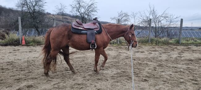 Quarter horse, Szőr Helga, Pferd kaufen, Szuhakálló