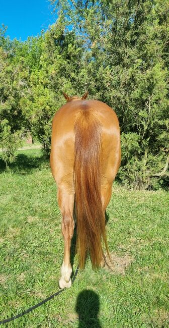 Quarter horse, Szőr Helga, Pferd kaufen, Szuhakálló, Abbildung 4