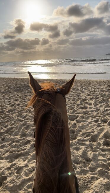 Quarter Horse red dun Holly, Vivien Müller, Horses For Sale, Wilgartswiesen, Image 6