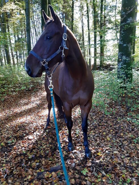 Quarter Horse Wallach, Sandra E., Horses For Sale, Ostermiething , Image 4